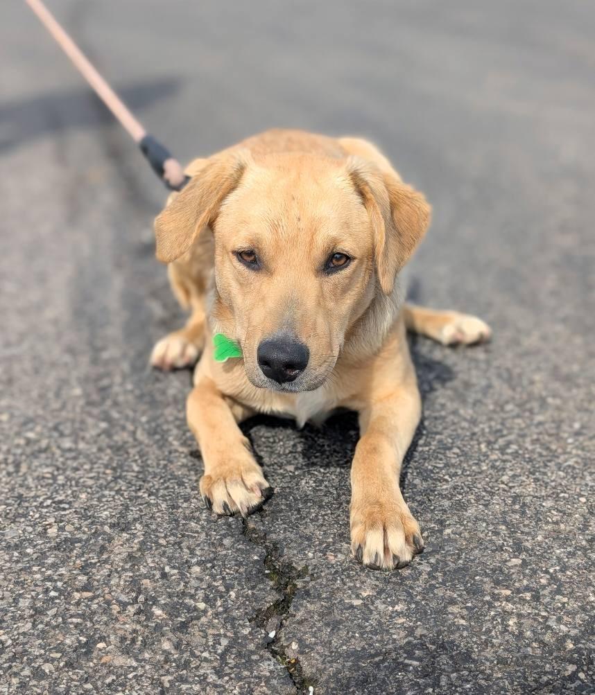 Buck, a Adoptable mixed breed in North Syracuse, NY image 3/6