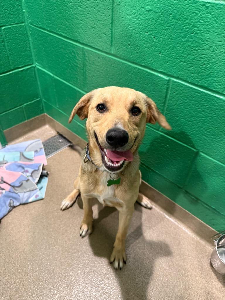 Buck, a Adoptable mixed breed in North Syracuse, NY image 5/6