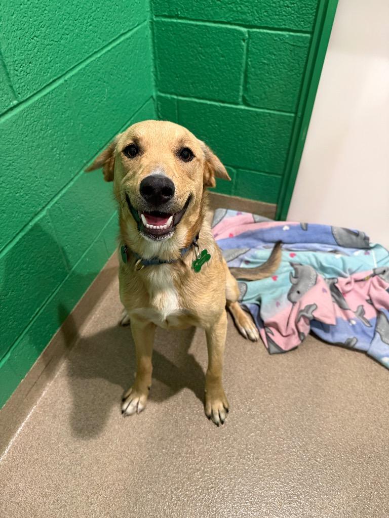 Buck, a Adoptable mixed breed in North Syracuse, NY image 6/6