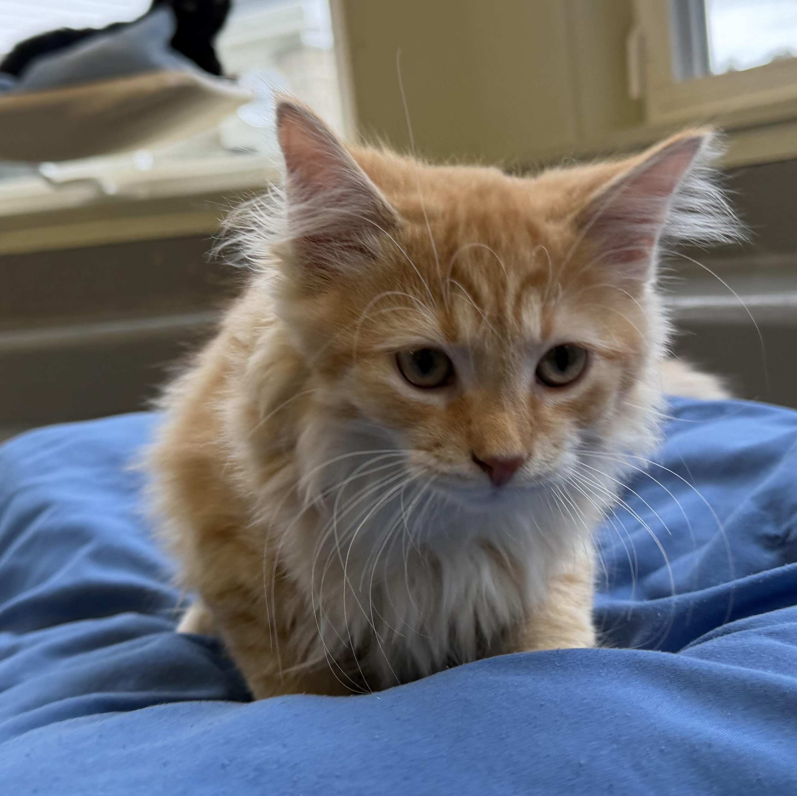 Enlarge Garfield, a Adopted mixed breed in Latrobe, PA image 4/4