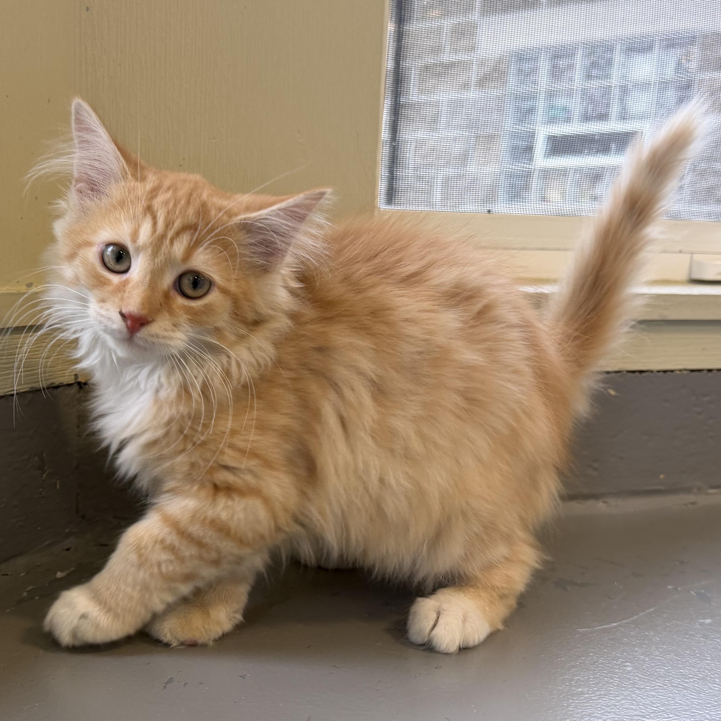 Enlarge Garfield, a Adopted mixed breed in Latrobe, PA image 2/4