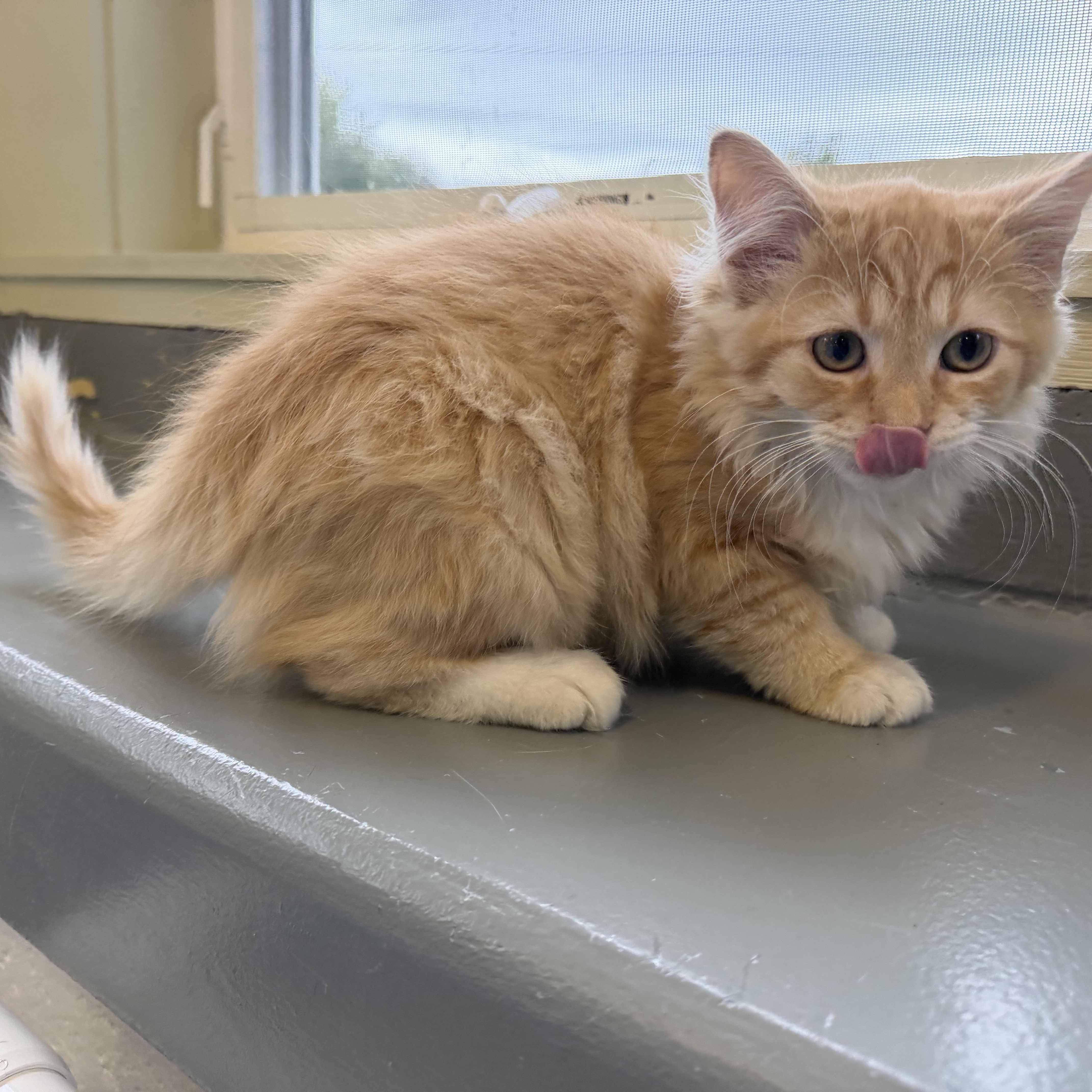 Enlarge Garfield, a Adopted mixed breed in Latrobe, PA image 3/4