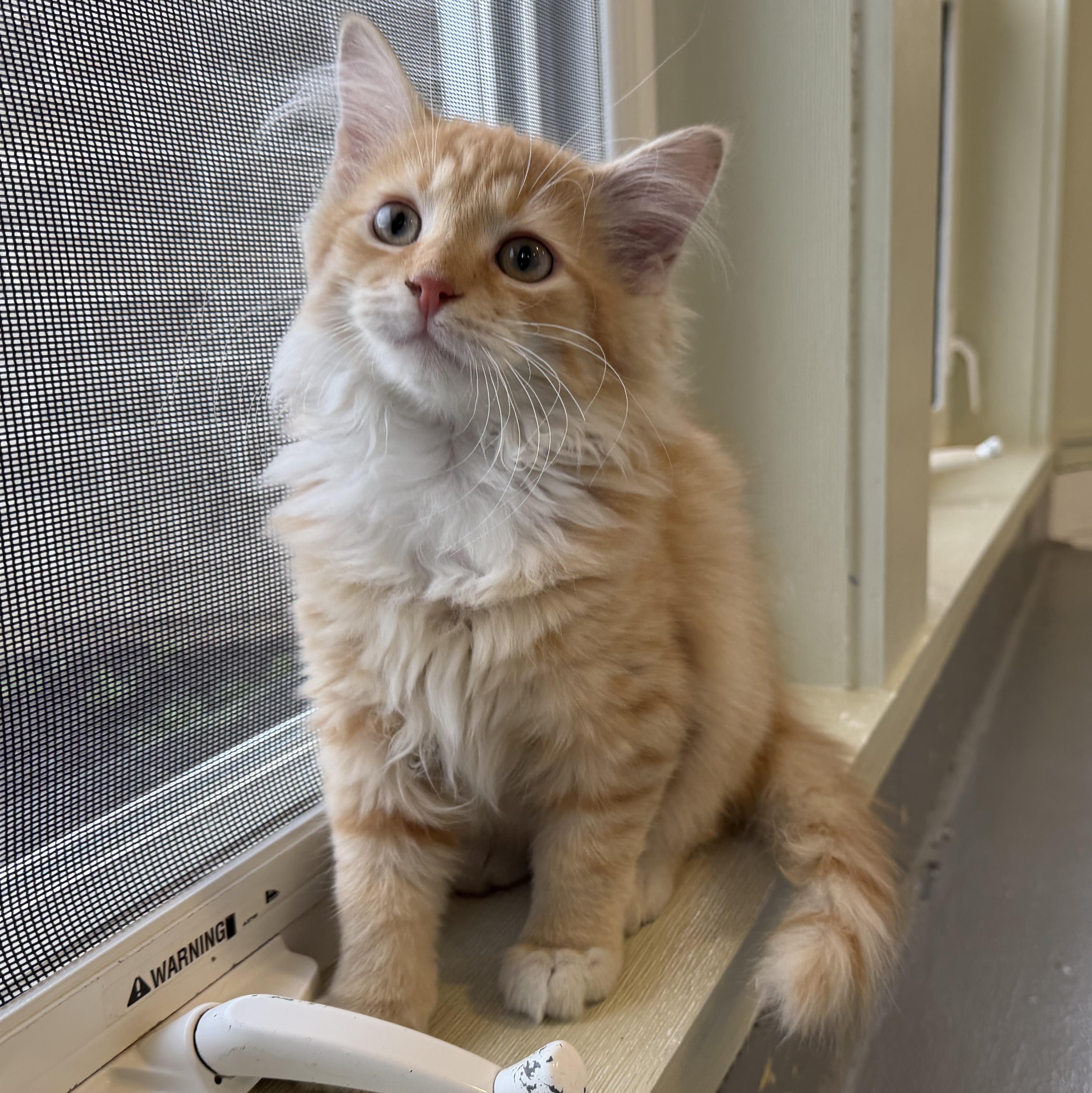 Garfield, Adopted, Kitten Male Domestic Long Hair.