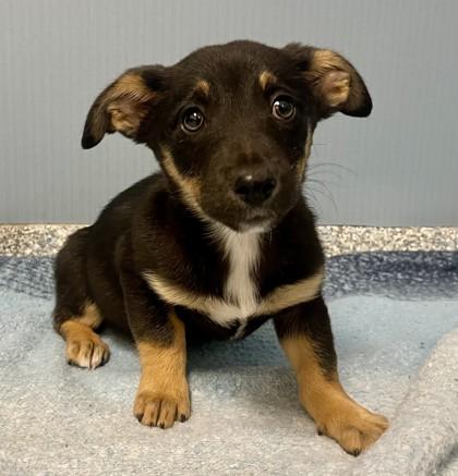 Tac, Adoptable, Puppy Female Chihuahua.