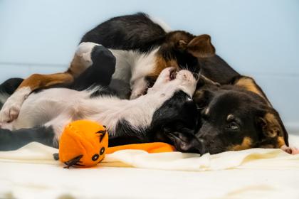 Enlarge Tac, a Adoptable Chihuahua in Santa Cruz, CA image 2/5