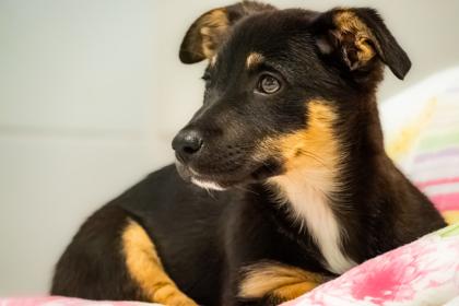 Enlarge Tac, a Adoptable Chihuahua in Santa Cruz, CA image 3/5
