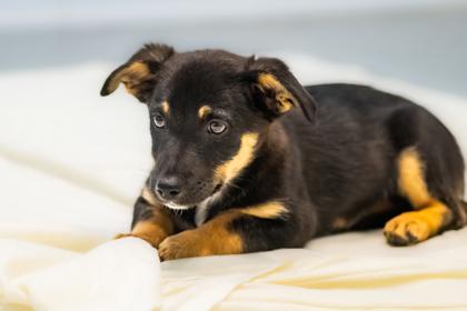 Enlarge Tac, a Adoptable Chihuahua in Santa Cruz, CA image 4/5