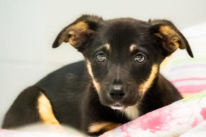 Enlarge Tac, a Adoptable Chihuahua in Santa Cruz, CA image 5/5
