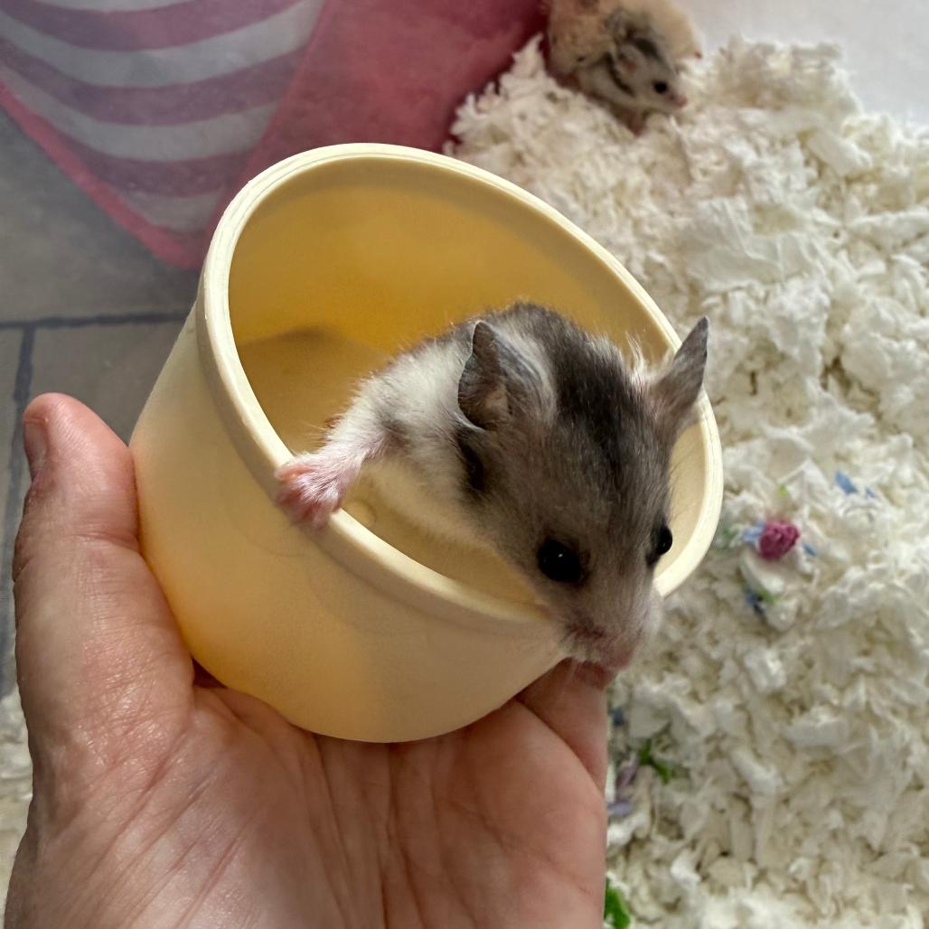 Enlarge Chocolate Chip Muffin, a Adopted Hamster in Medford, NY image 2/2