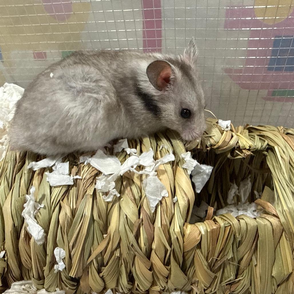 Chocolate Chip Muffin, Adopted, Young Male Hamster.