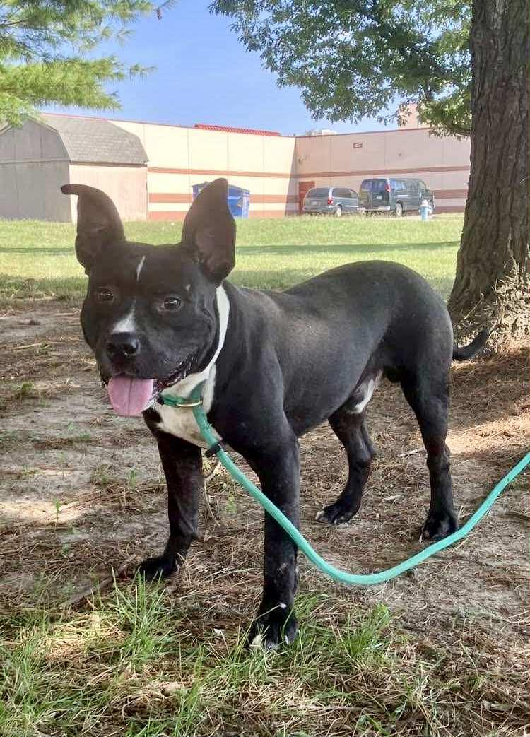 Enlarge Clifford, a Adoptable mixed breed in Springfield, IL image 4/6