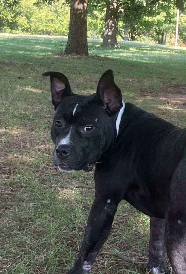 Enlarge Clifford, a Adoptable mixed breed in Springfield, IL image 5/6