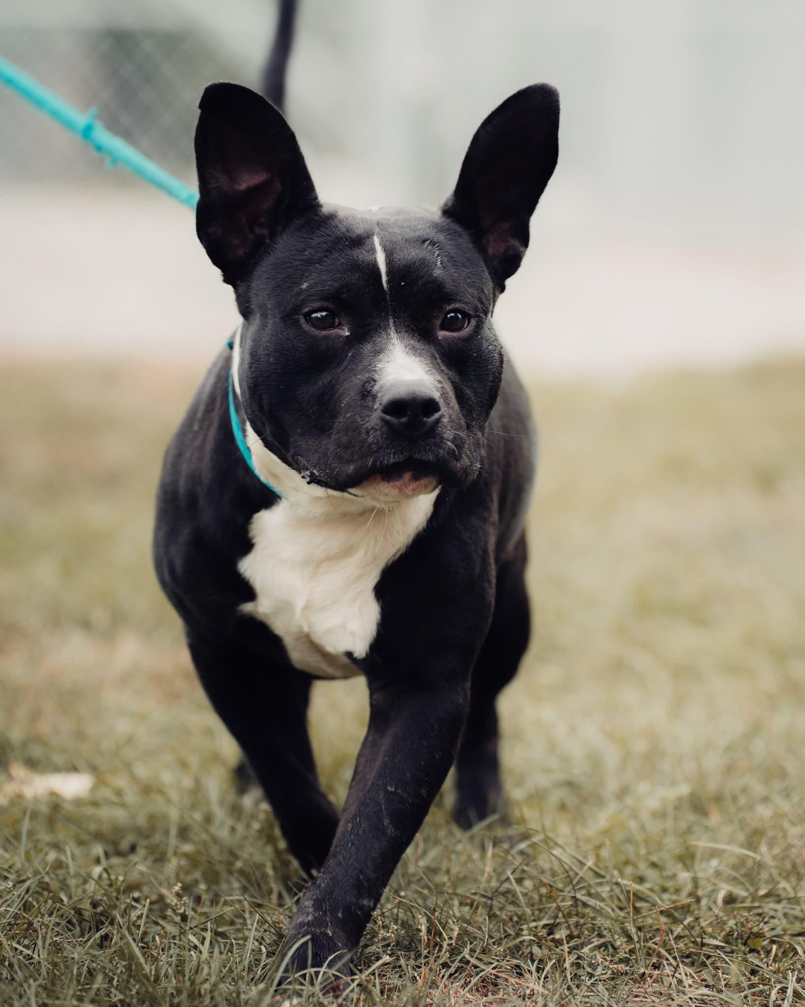 Enlarge Clifford, a Adoptable mixed breed in Springfield, IL image 1/6
