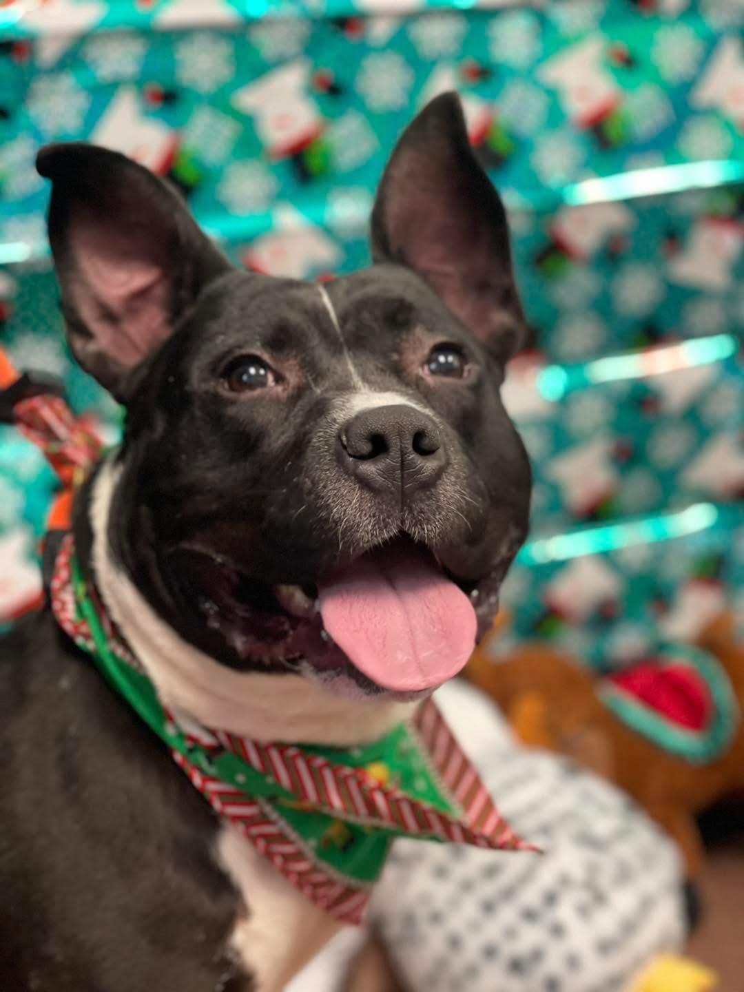 Enlarge Clifford, an adopted mixed breed in Springfield, IL image 1/6