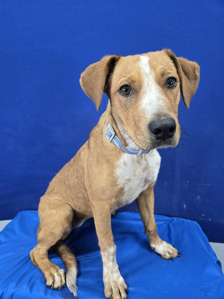 Walnut, Adoptable, Young Female Mixed Breed.