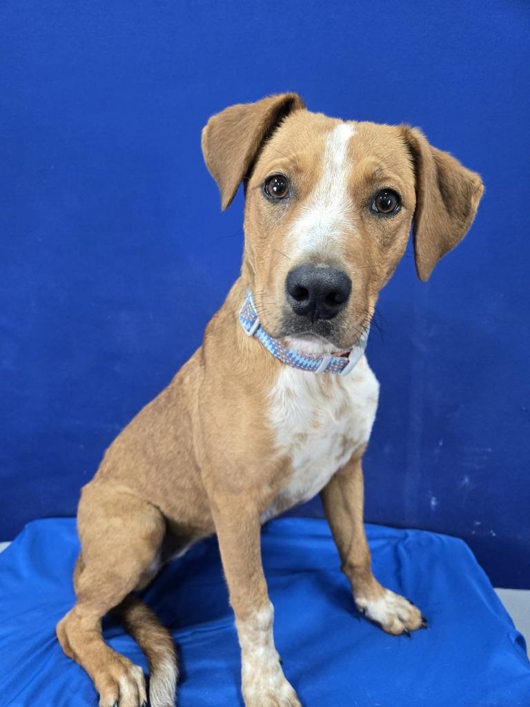 Walnut, a Adoptable Mixed Breed in Ruston, LA image 2/2