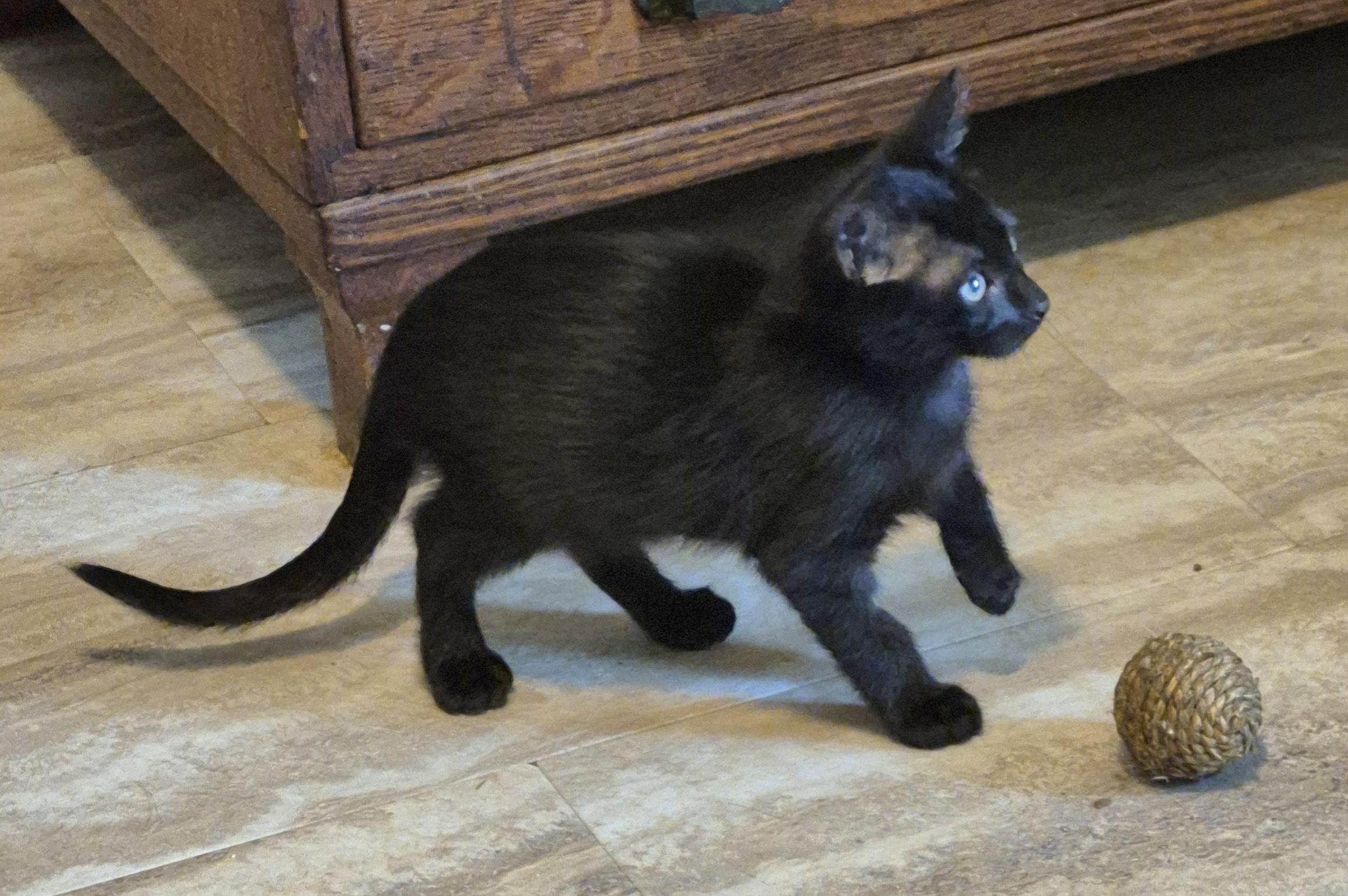 Sophie, an adopted Domestic Short Hair in Houston, TX image 4/4