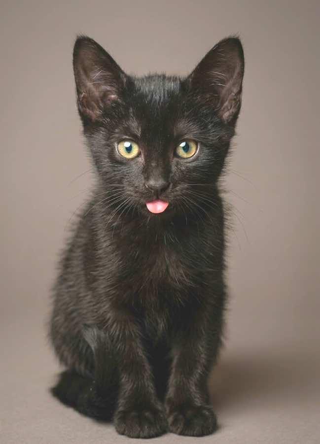 Sophie, an adopted Domestic Short Hair in Houston, TX image 1/4