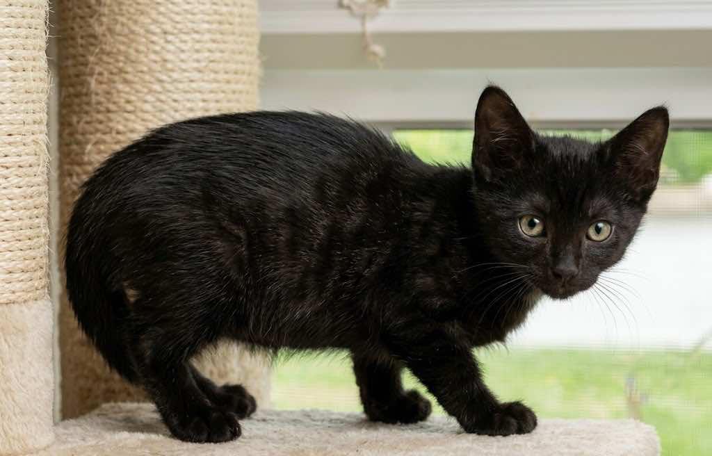 Sophie, an adopted Domestic Short Hair in Houston, TX image 3/4