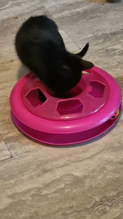 Enlarge Sophie, an adopted Domestic Short Hair in Houston, TX video 2/4