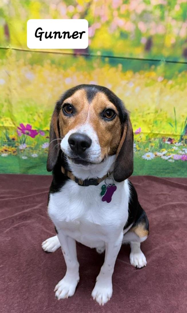 Gunner, Adoptable, Adult Male Beagle.