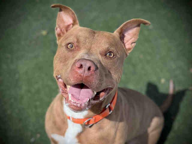 BRONCO, Adoptable, Adult Male Pit Bull Terrier.