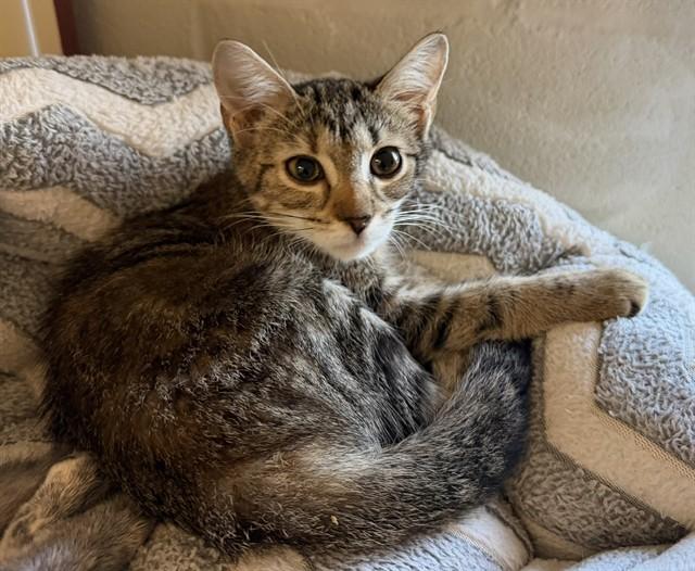 NOTTINGHAM, Adoptable, Young Female Domestic Short Hair.