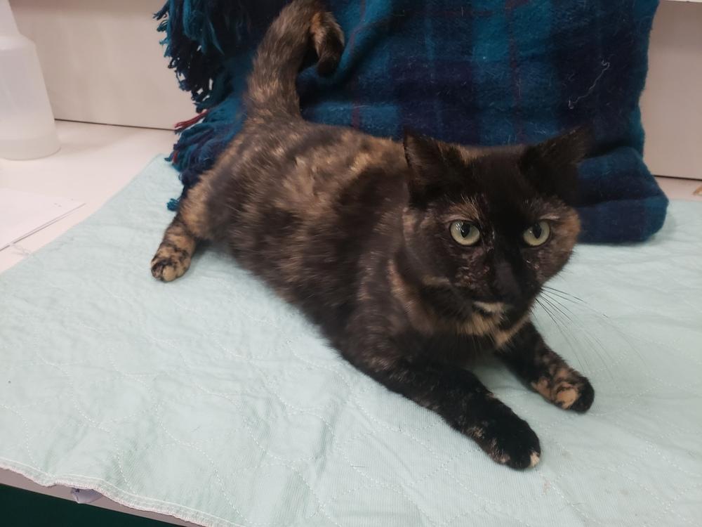 Enlarge Lara, a Adopted Domestic Short Hair in Dickson, TN image 2/6