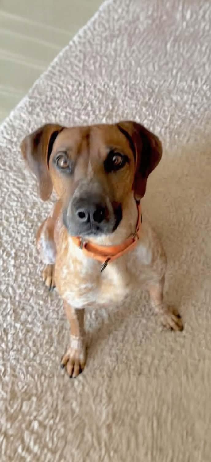 Ottis, a Adoptable Coonhound in Westwood, NJ image 1/3