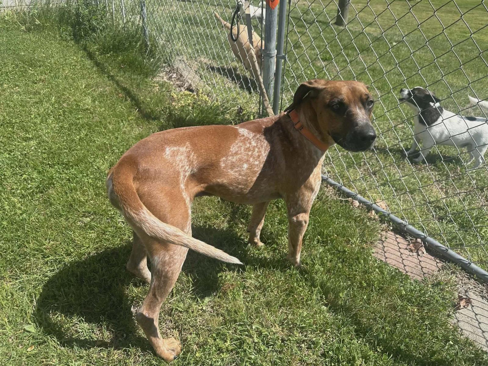 Ottis, a Adoptable Coonhound in Westwood, NJ image 3/3