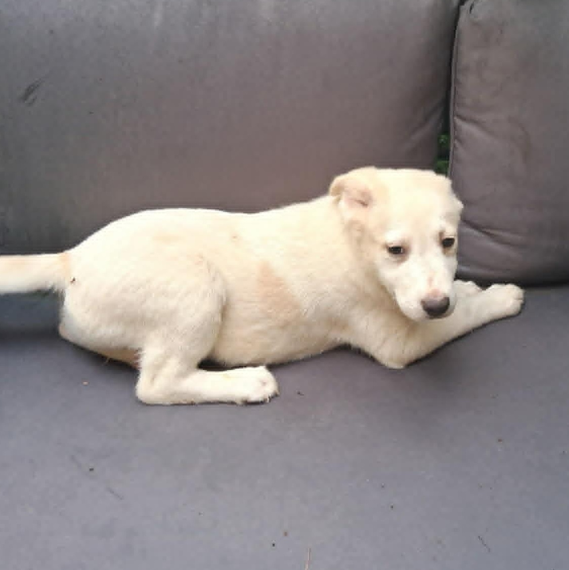 Puppy 3, a ADOPTABLE mixed breed in North Jackson, OH image 5/5
