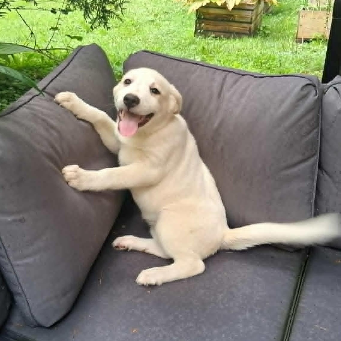 Puppy 3, ADOPTABLE, Puppy Female Labrador Retriever & Pointer.