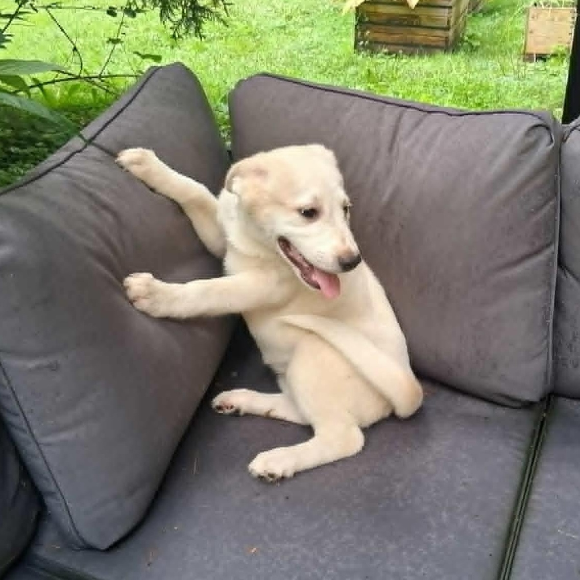 Puppy 3, a ADOPTABLE mixed breed in North Jackson, OH image 4/5