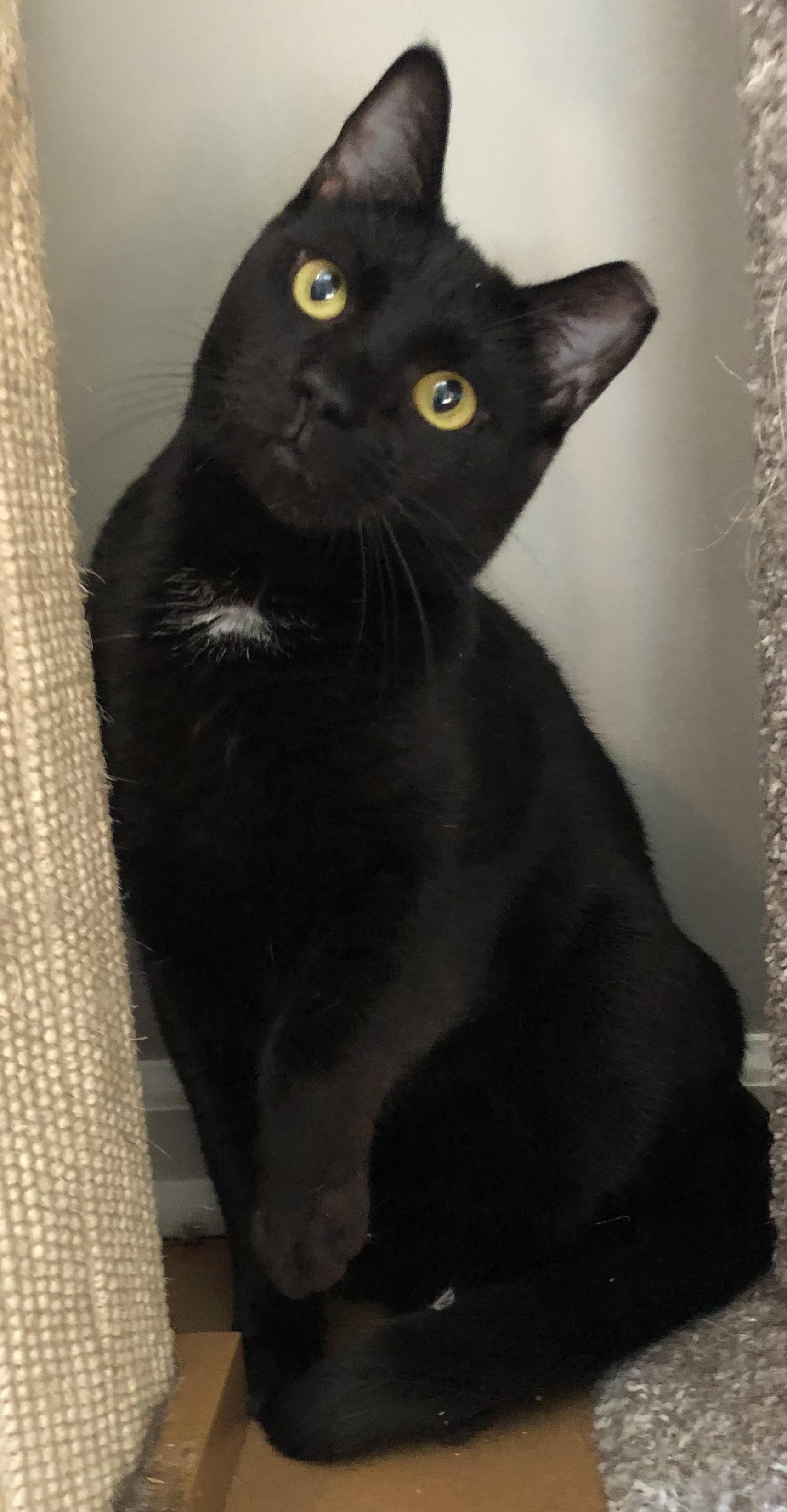 Maddie, a Adoptable Domestic Short Hair in Bellmawr, NJ image 1/3