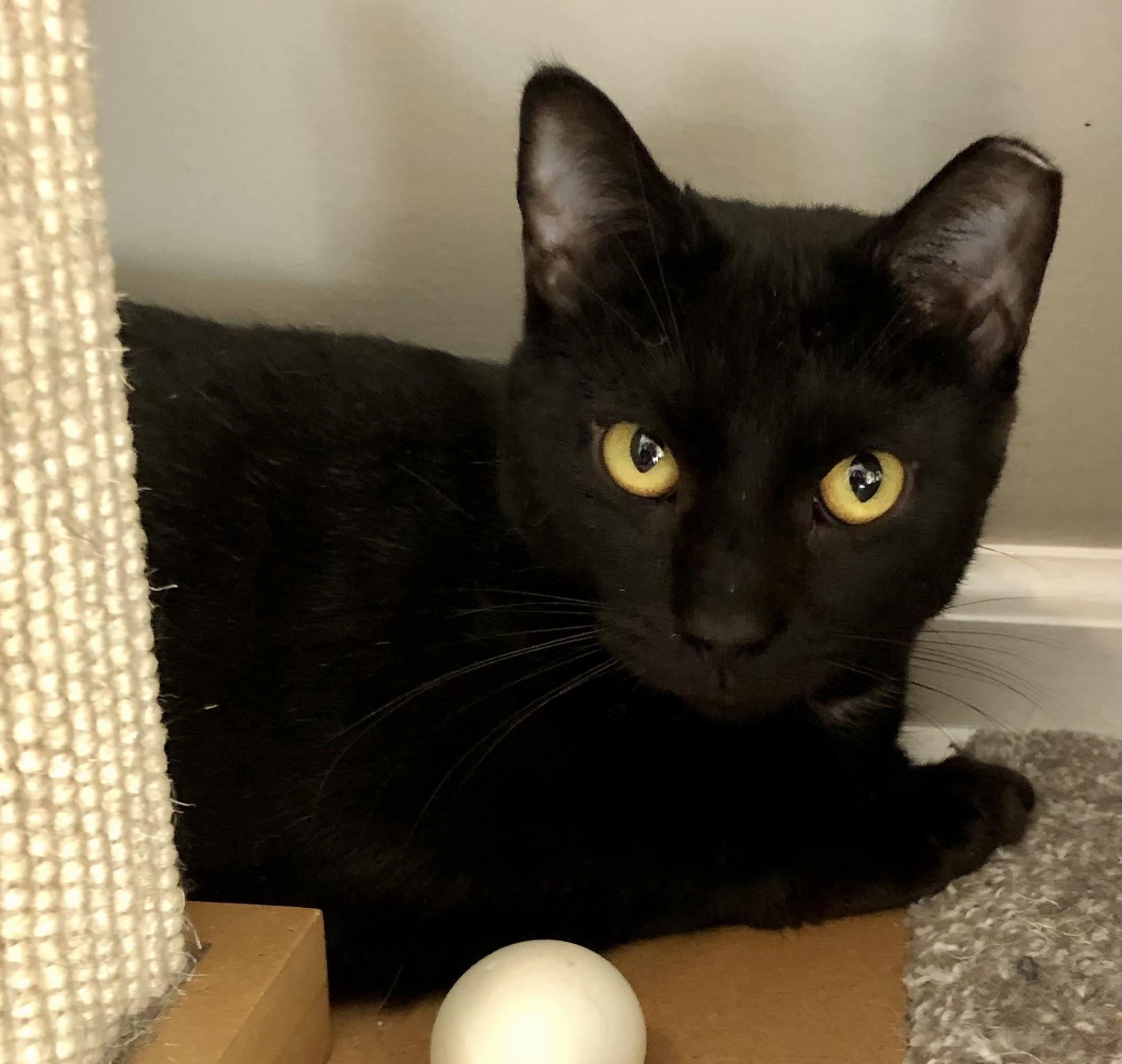 Maddie, a Adoptable Domestic Short Hair in Bellmawr, NJ image 2/3