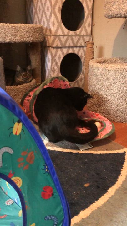 Enlarge Maddie, a Adoptable Domestic Short Hair in Bellmawr, NJ video 3/3