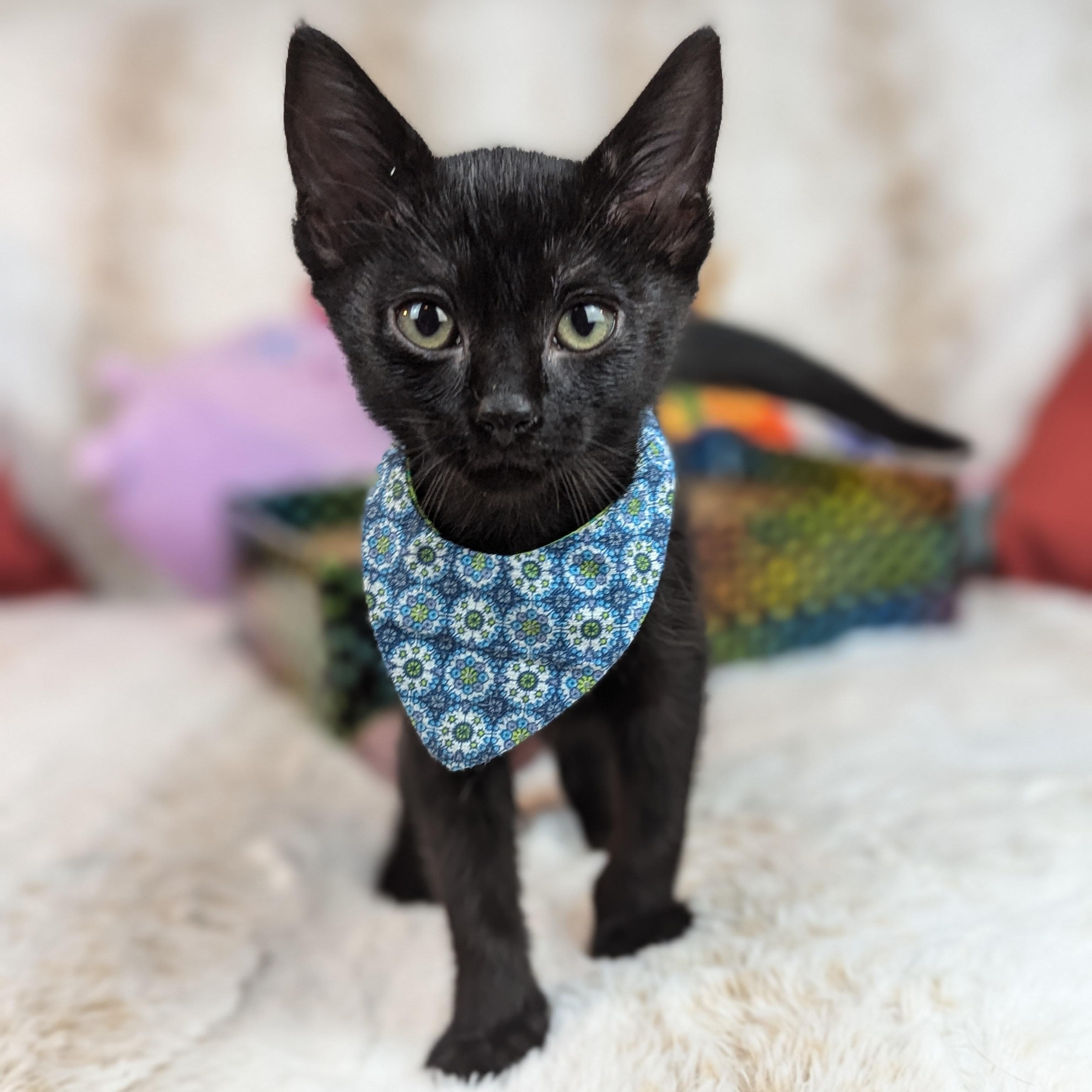 Allspice (spices litter) Bombay Cat