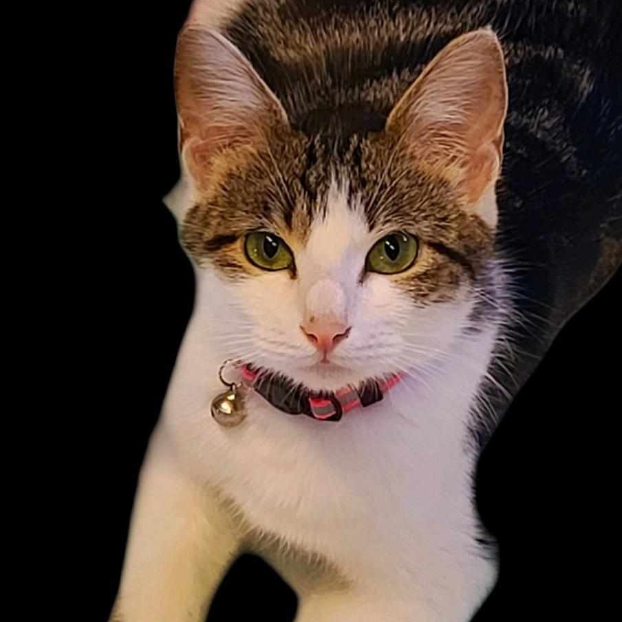 Cat for adoption Baby, a Domestic Short Hair in Johnson City, TN