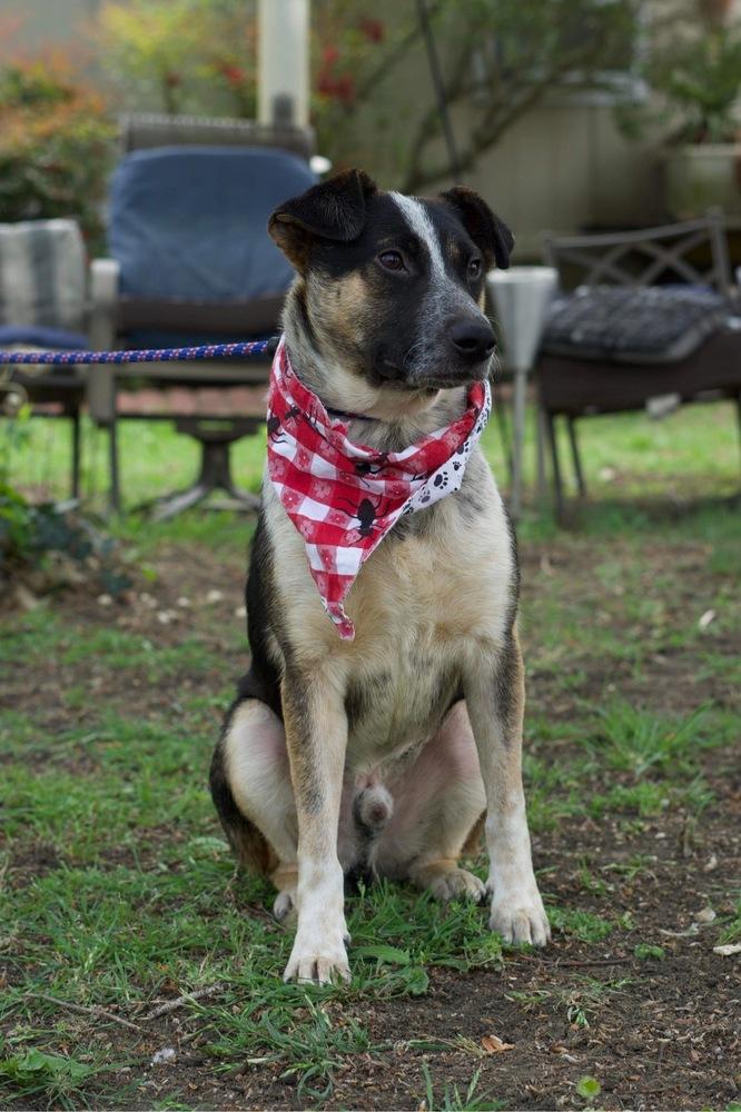Enlarge Boots (Brianna's Litter), a Adoptable mixed breed in Brewster , NY image 1/4