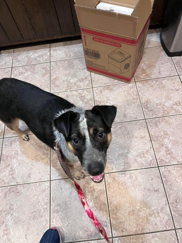 Enlarge Boots (Brianna's Litter), a Adoptable mixed breed in Brewster , NY image 2/4