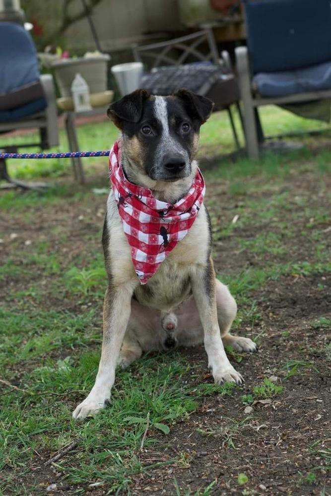 Enlarge Boots (Brianna's Litter), a Adoptable mixed breed in Brewster , NY image 3/4