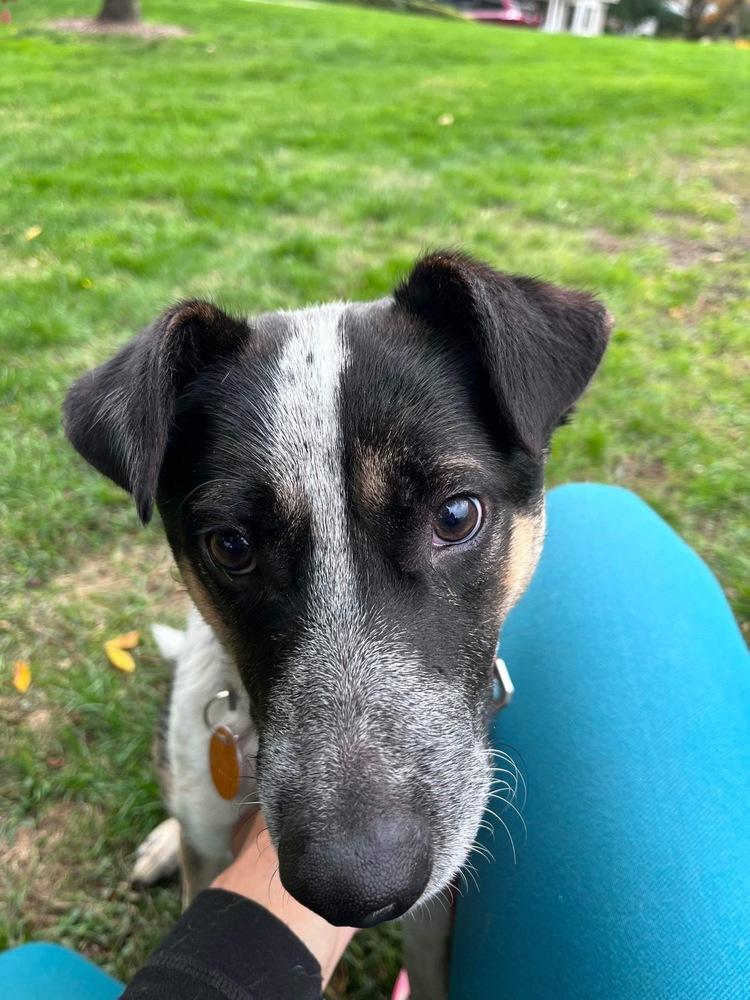 Enlarge Boots (Brianna's Litter), a Adoptable mixed breed in Brewster , NY image 4/4
