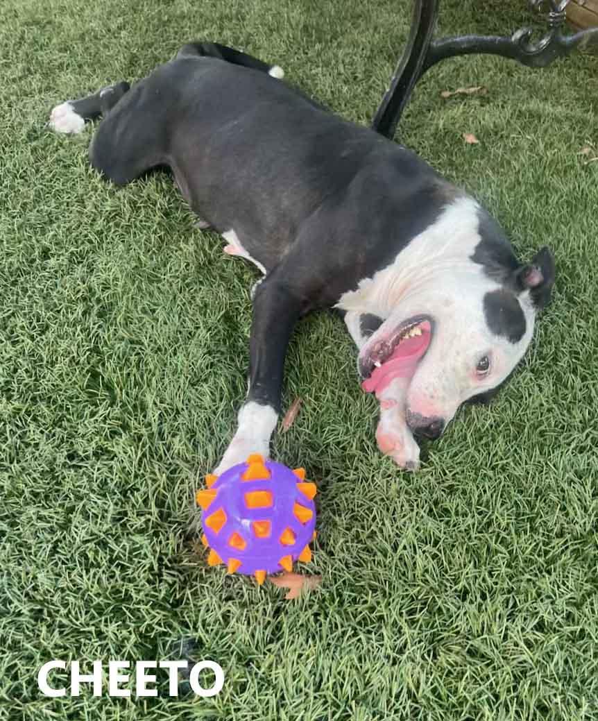 Cheeto, Adoptable, Adult Female American Bulldog & Labrador Retriever.