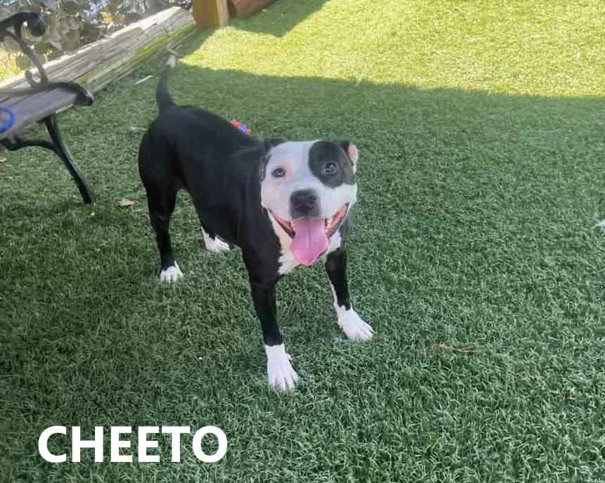 Sweet Cheeto was picked up as a stray and brought to the shelter Really friendly playful funny gi
