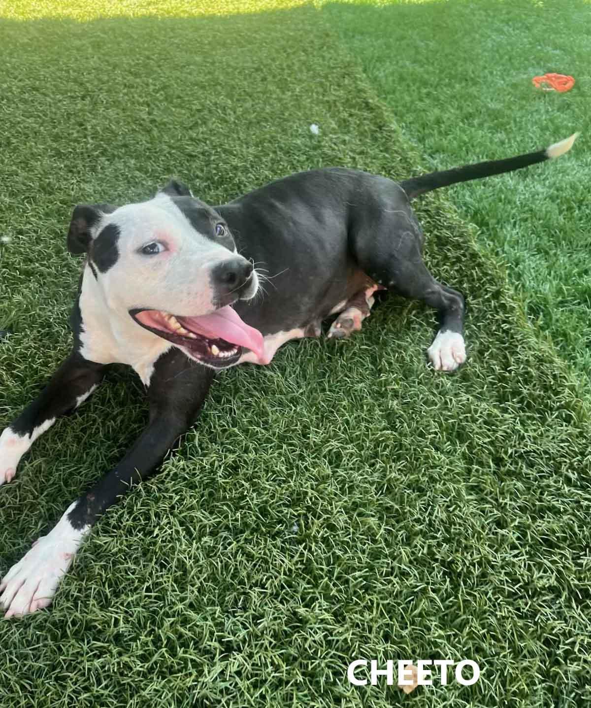 Cheeto, adoptable, Adult Female American Bulldog & Labrador Retriever.
