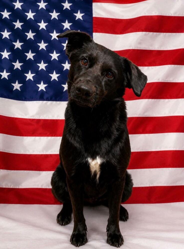 Bear Bear, Adoptable, Adult Female Labrador Retriever.