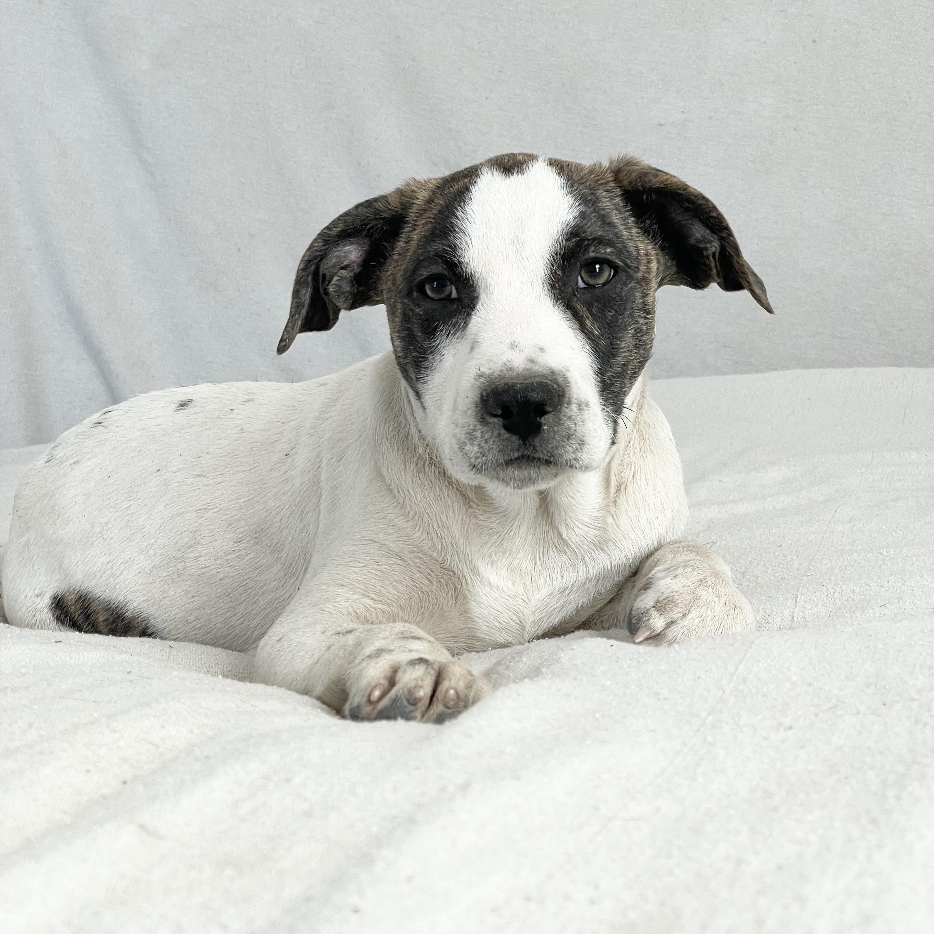 Enlarge Devers the mush, a hold mixed breed in West Hartford , CT image 1/4