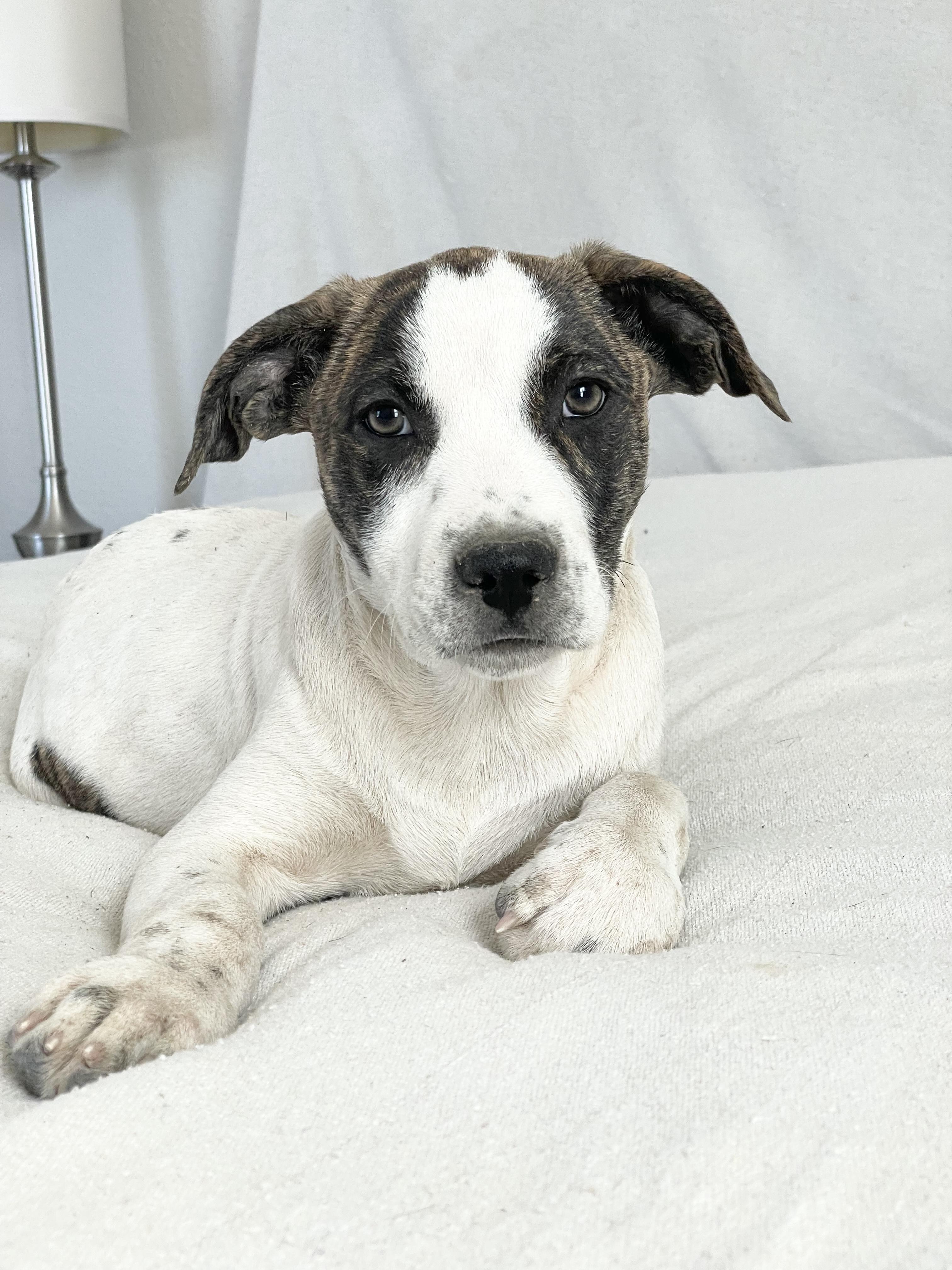 Enlarge Devers the mush, a hold mixed breed in West Hartford , CT image 2/4