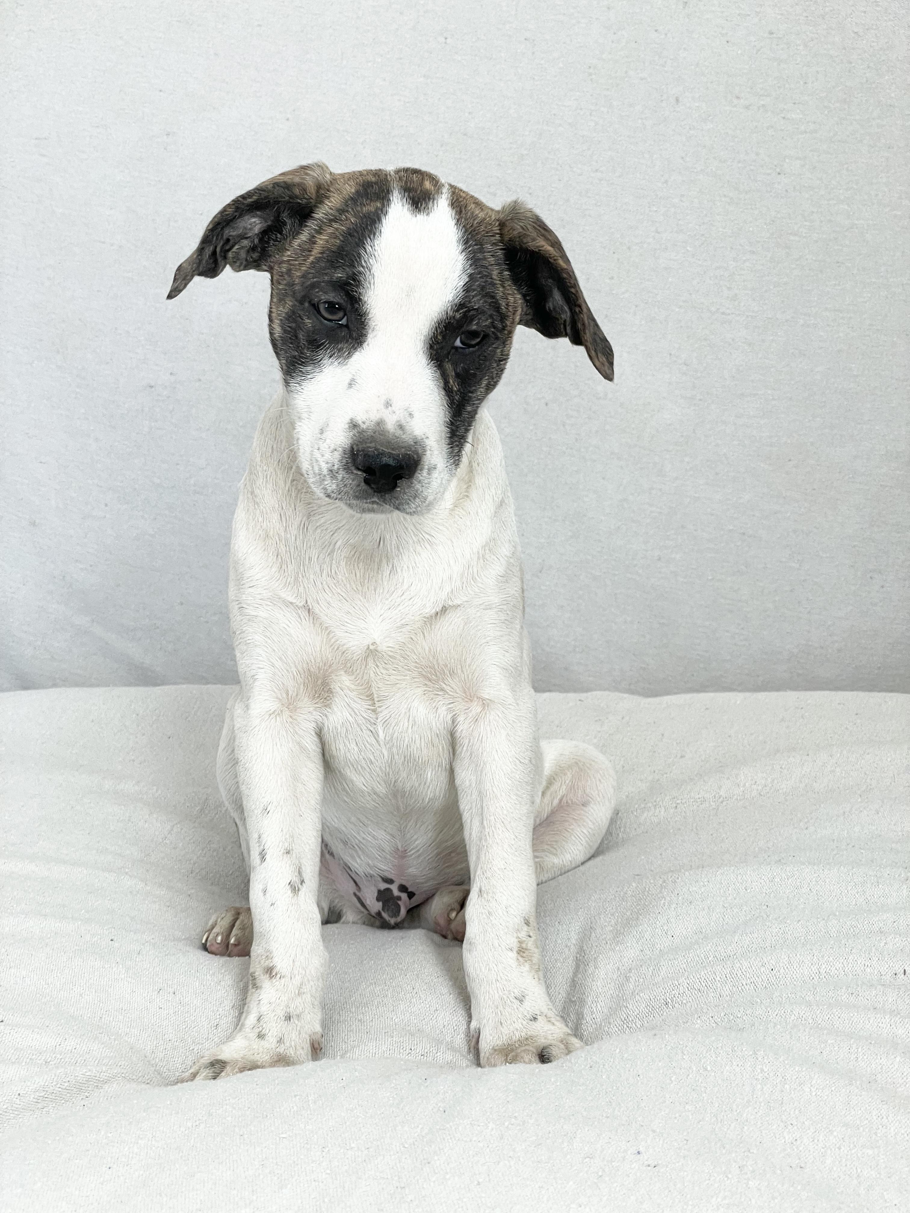 Enlarge Devers the mush, a hold mixed breed in West Hartford , CT image 3/4