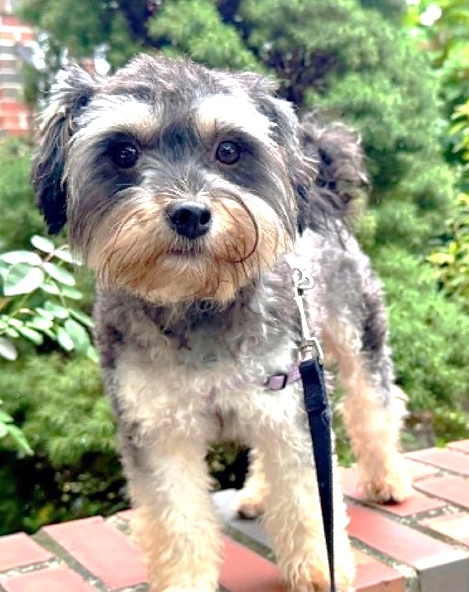 Enlarge Max the Mighty Muppet, a ADOPTABLE mixed breed in Reston, VA image 1/6